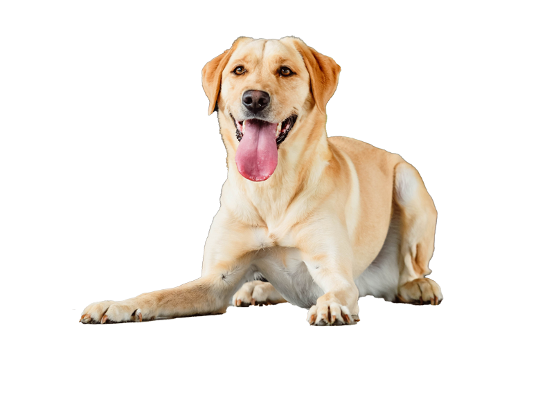 Royal Dog Training Logo